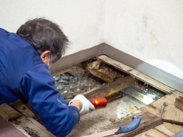 Best Preventive Mold Services in Oroville East, CA