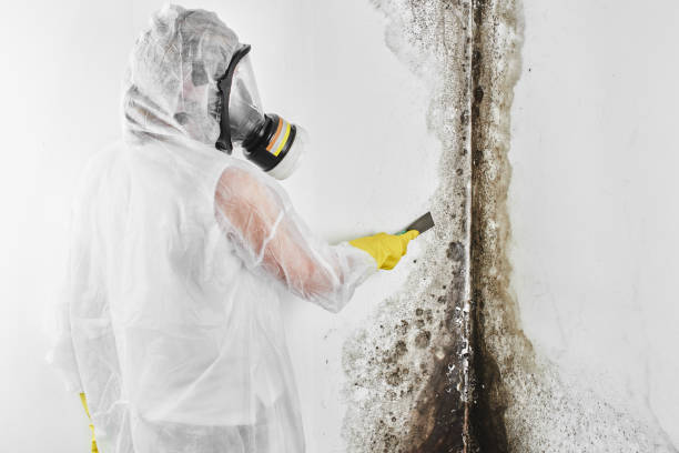 Trusted Oroville East, CA Mold Remediation Experts