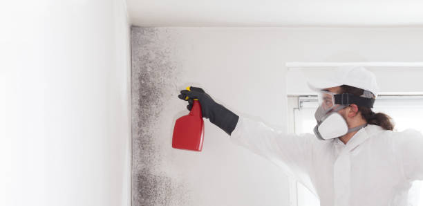 Best Basement Mold Remediation in Oroville East, CA