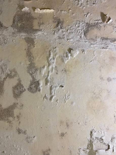 Professional Mold Remediation in Oroville East, CA