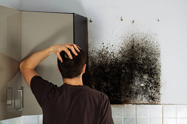 Best Localized Mold Remediation (e.g., coastal areas, humid climates) in Oroville East, CA