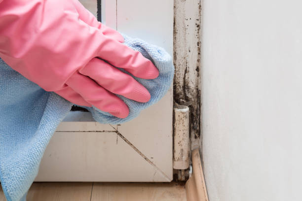 Best Mold Testing and Inspection Services in Oroville East, CA